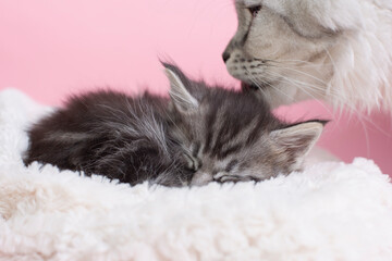 Beautiful fluffy gray Maine Coon kittens with cat on a blanket on a pink background. Cute pet sleep.