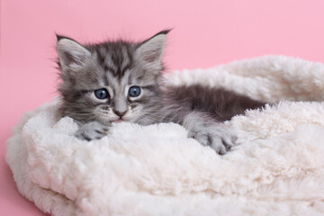 Beautiful fluffy gray Maine Coon kittens on a blanket on a pink background. Cute pets.