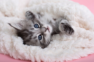 Beautiful fluffy gray Maine Coon kittens on a blanket on a pink background. Cute pets.
