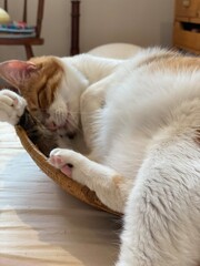 Adorable 2 years old lady cat chilling in a basket, glooming herself, year 2022 Tokyo Japan May 28th