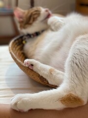 Fototapeta premium Adorable 2 years old lady cat chilling in a basket, glooming herself, year 2022 Tokyo Japan May 28th