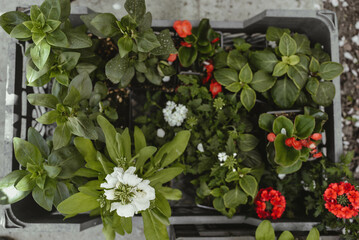 Home plants in the garden