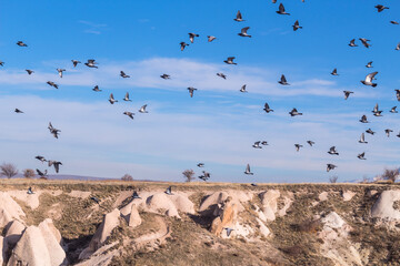 flying doves in capadoccia