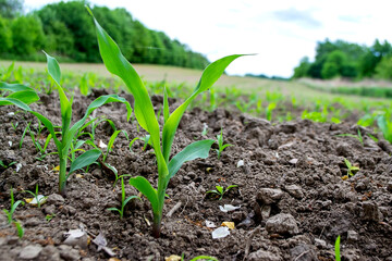 fields planted with corn. green corn sprouts in a field at a ranch