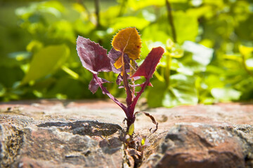 Small plant was born in an improbable place - power of life concept image
