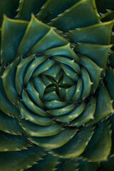 Succulent Close Up