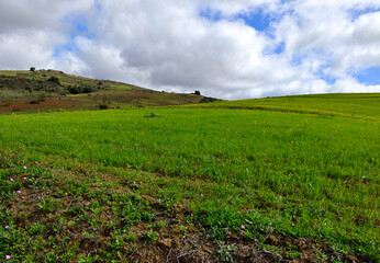 Meadows in springtime