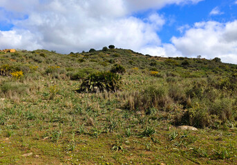 Meadows in springtime