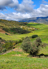 Fototapeta na wymiar Meadows in springtime