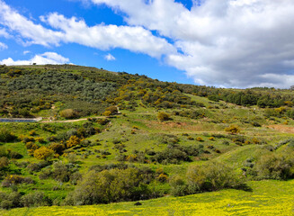 Meadows in springtime