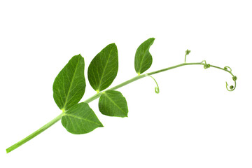 Peas leaf on white