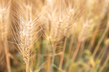 Fototapeta premium field of wheat
