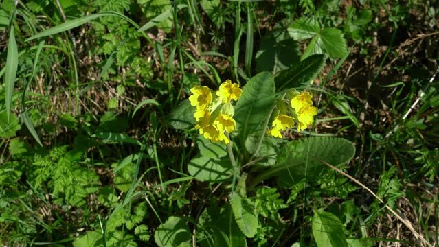 Common Cowslip in natural environment (Primula veris) - (4K)