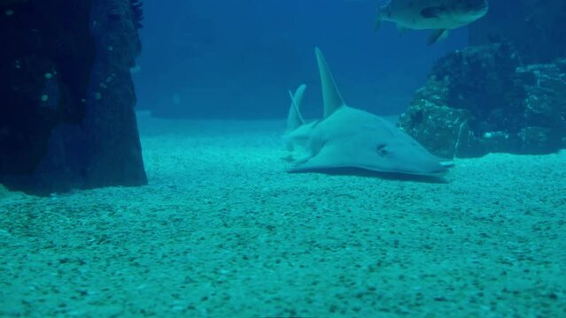 Shark swimming in Lisbon oceanarium.