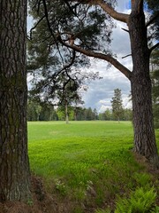 green field and forest background, cloudy sky