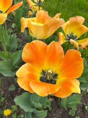 Fototapeta premium Beautiful orange tulips in bloom