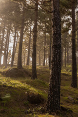 pine forest in autumn with mist