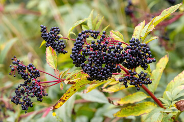Сluster of black elderberries Sambucus nigra. Elderberry bush with berries