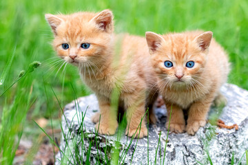 Fototapeta na wymiar Two cute red kittens in the garden on a stump