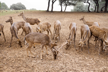 Group of Iberian deer grazing in an Andalusian preserve.