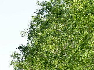 green leaves background
