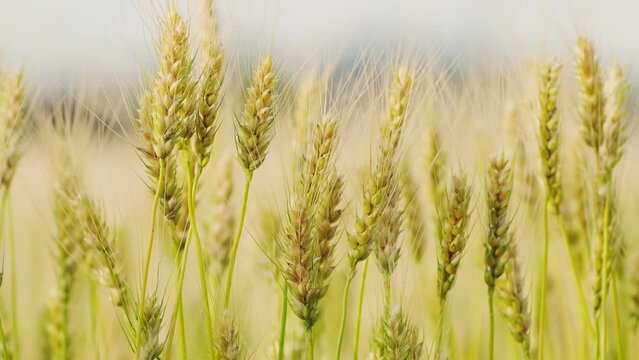 【農業】風に揺れる麦の穂　フィクス撮影
