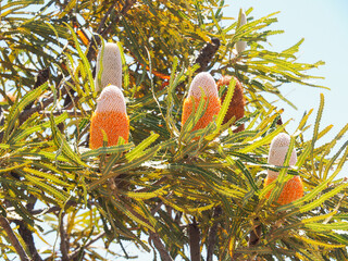 beautiful Western Australia Flower Banksia Burdettii