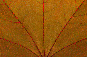 Close up of a brown leaf. Macro Photography