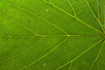 Fototapeta na wymiar Close up of a green leaf. Macro Photography