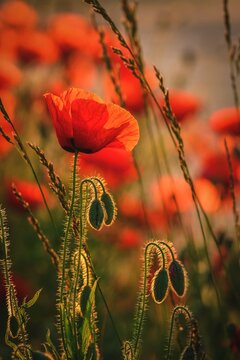 Beautiful spring floral background. Red poppies in green grass. Photo in shallow depth of field.