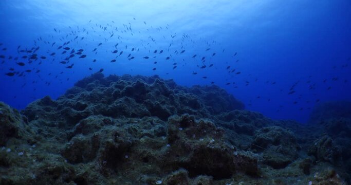 underwater scenery blue water damsel fish school ocean scenery mediterranean sea on the reef and rocks