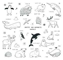 Obraz premium Arctic animals vector illustrations set