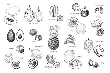 Tropical fruits vector line illustrations set