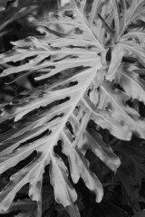 black and white background