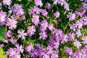 Phlox subulata. flower carpet for the cottage or flower beds near the house. beautiful lilac flowers. A popular ornamental garden plant, it is cultivated all over the world.