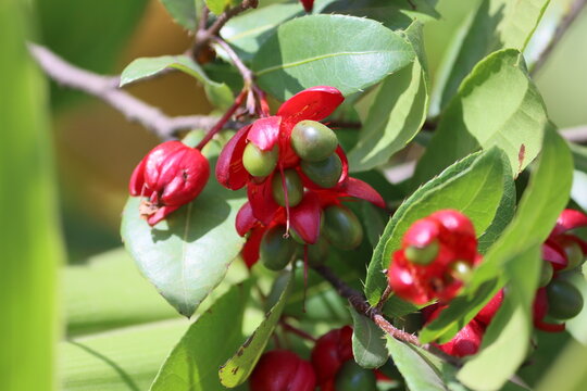 Ochna serrulata, commonly known as the small-leaved plane, carnival ochna, bird's eye bush, Mickey mouse plant or Mickey Mouse, is an ornamental garden plant in the family Ochnaceae.