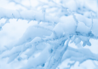 Fototapeta na wymiar branches of a tree covered with snow in winter day, close up