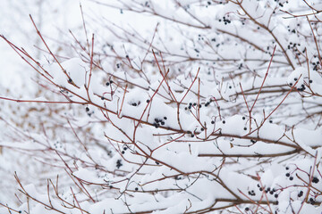 Fototapeta na wymiar berries on the branches of the plant covered with snow in winter day
