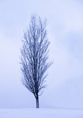 A lonely tree in winter day after heavy snow