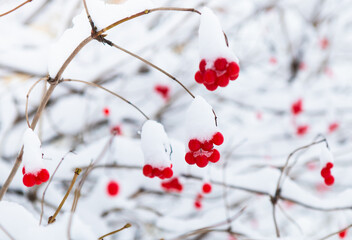 Red berries on the branches of the plant covered with snow in winter day