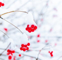 Red berries on the branches of the plant covered with snow in winter day