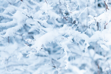 branches of a tree covered with snow in winter day, close up