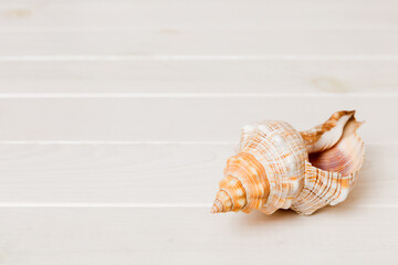 Beach seashells on colored background. Mock up with copy space