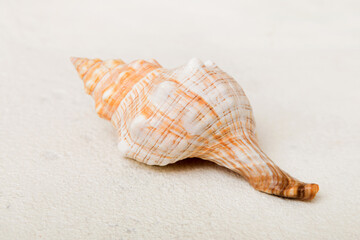 Beach seashells on colored background. Mock up with copy space