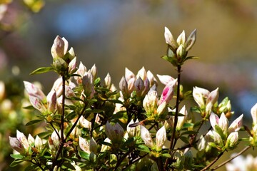 spring flowers in the garden