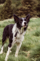 Young Border Collie in the Vall de Incles in Andorra in spring 2021.