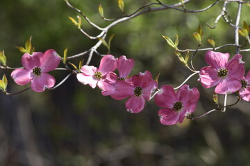 Obraz premium pink blossom in spring