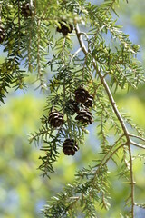 Pinecones hanging from a branch