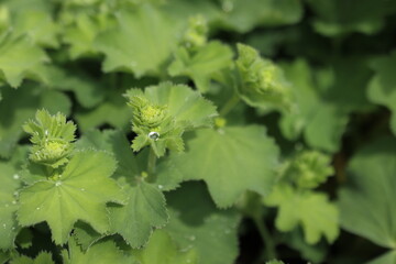 close up of a green plant