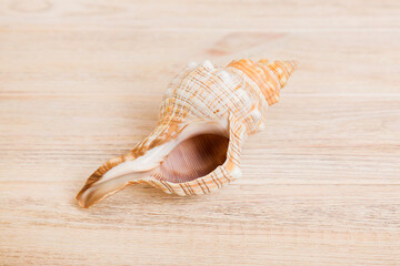 Beach seashells on colored background. Mock up with copy space